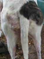 Yleistä: Koiran ulkoloiset