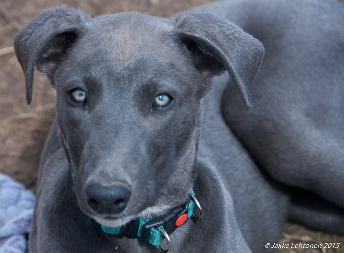 Read more about the article Greyhoundin treenauksen perusteita
