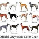 Greyhoundin värien periytyminen