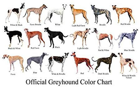 Read more about the article Greyhoundin värien periytyminen