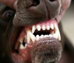 Koiran hampaat