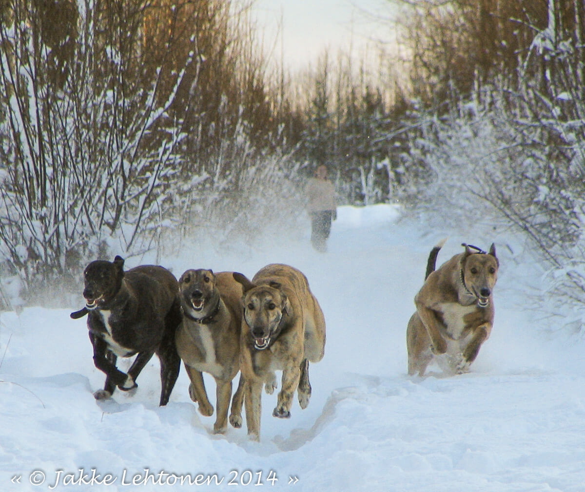 Read more about the article Läskit kisakoirat