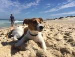 Lukijakysymys: Jos koira syö hiekkaa?