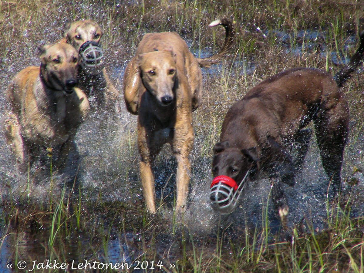 You are currently viewing Henkiinjäämisopas helteessä kilpailemiseen