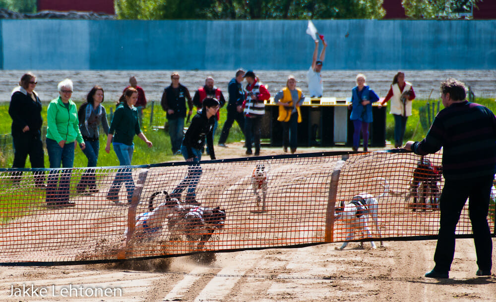 You are currently viewing Vinttikoiraihmiset