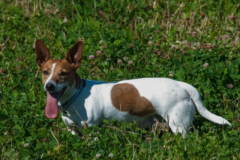 You are currently viewing Peruslenkki