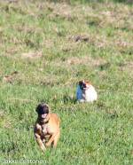 RARF: Pentu, ruoka ja liikunta