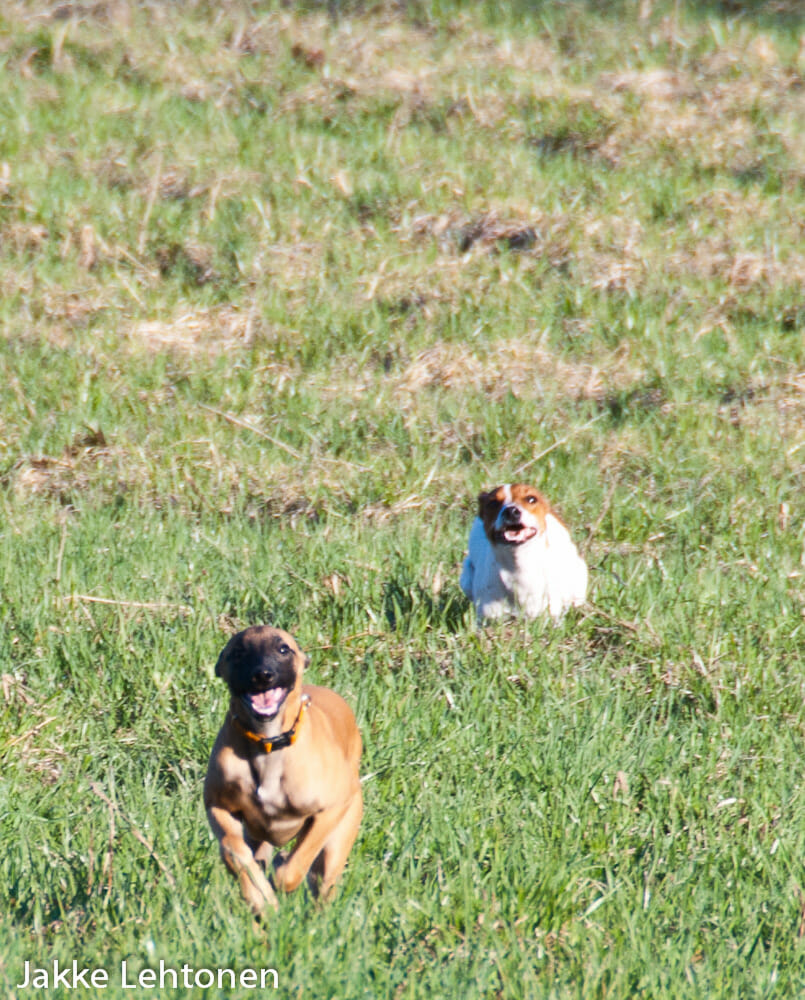 You are currently viewing RARF: Pentu, ruoka ja liikunta