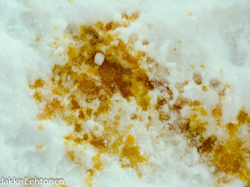 You are currently viewing Jumittava pissa