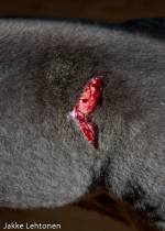 Tulehduskipulääkkeet