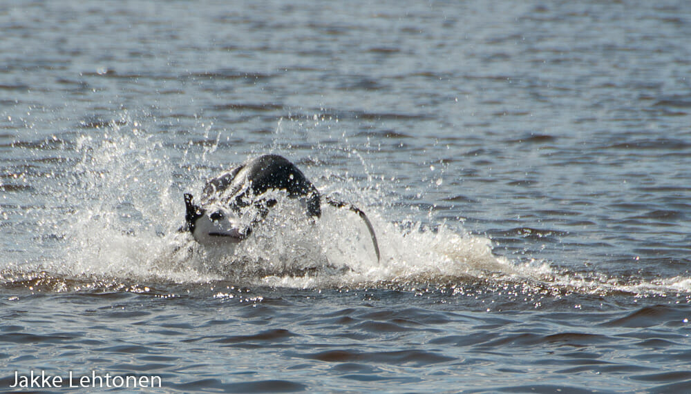 Read more about the article Liikunta säätelee painoa