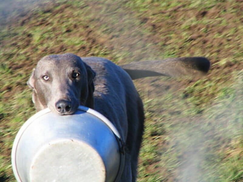 Read more about the article Greyhoundien doping-varoaikoja Australiasta