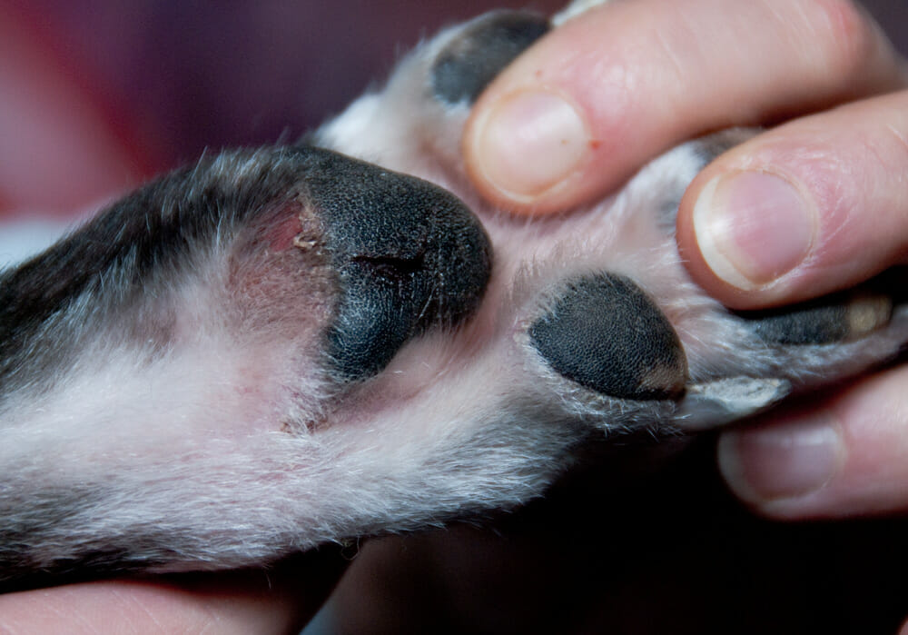 You are currently viewing Tassut