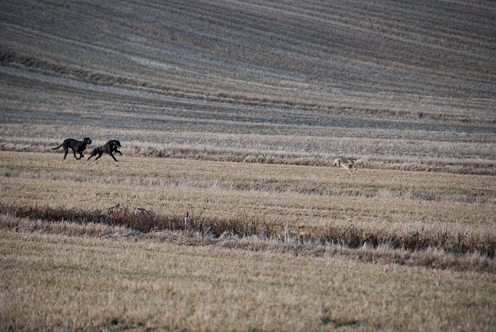 Read more about the article Coursing