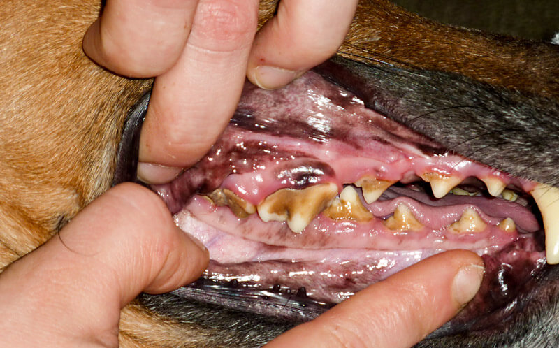 You are currently viewing Hammaskiven poisto