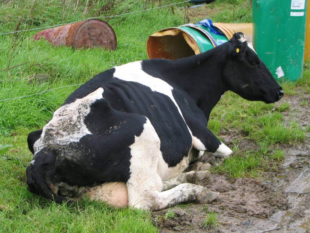 You are currently viewing Hyviä haaskabakteereja