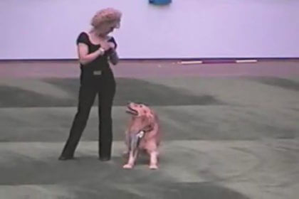 Read more about the article Koiratanssia