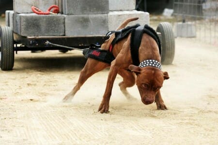 You are currently viewing Voimaharjoittelu