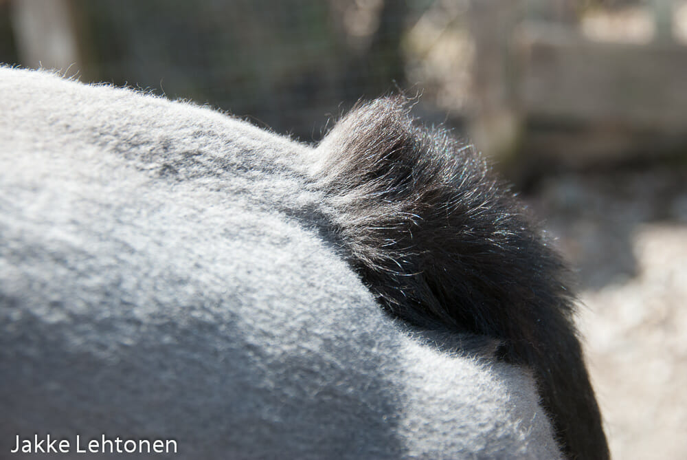 You are currently viewing Ummetuksesta puhalluksiin