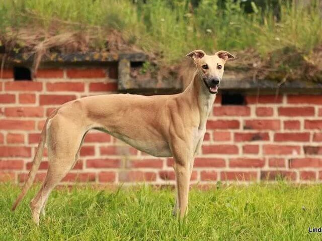 Read more about the article Kiima myrkyttää nartun