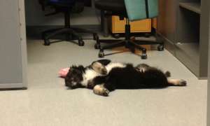 Toimistokoira työssään