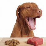 Koiran raakaruokinnan suunnittelu