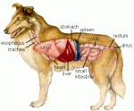 Koiran ruuansulatuksen perusteet