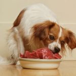 Koiralle lihaa vatsan täydeltä