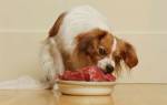 Koiralle lihaa vatsan täydeltä