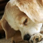 Koiran allergia: 6+2 apukeinoa pöly- ja ruoka-aineallergiaan