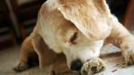 Koiran allergia: 6+2 apukeinoa pöly- ja ruoka-aineallergiaan