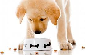Read more about the article 340 g penturuokaa eli kuinka paljon koiralle annetaan ruokaa?