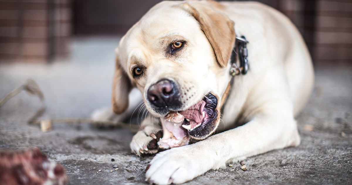 Read more about the article Kuinka paljon kalsiumia annetaan koiralle?