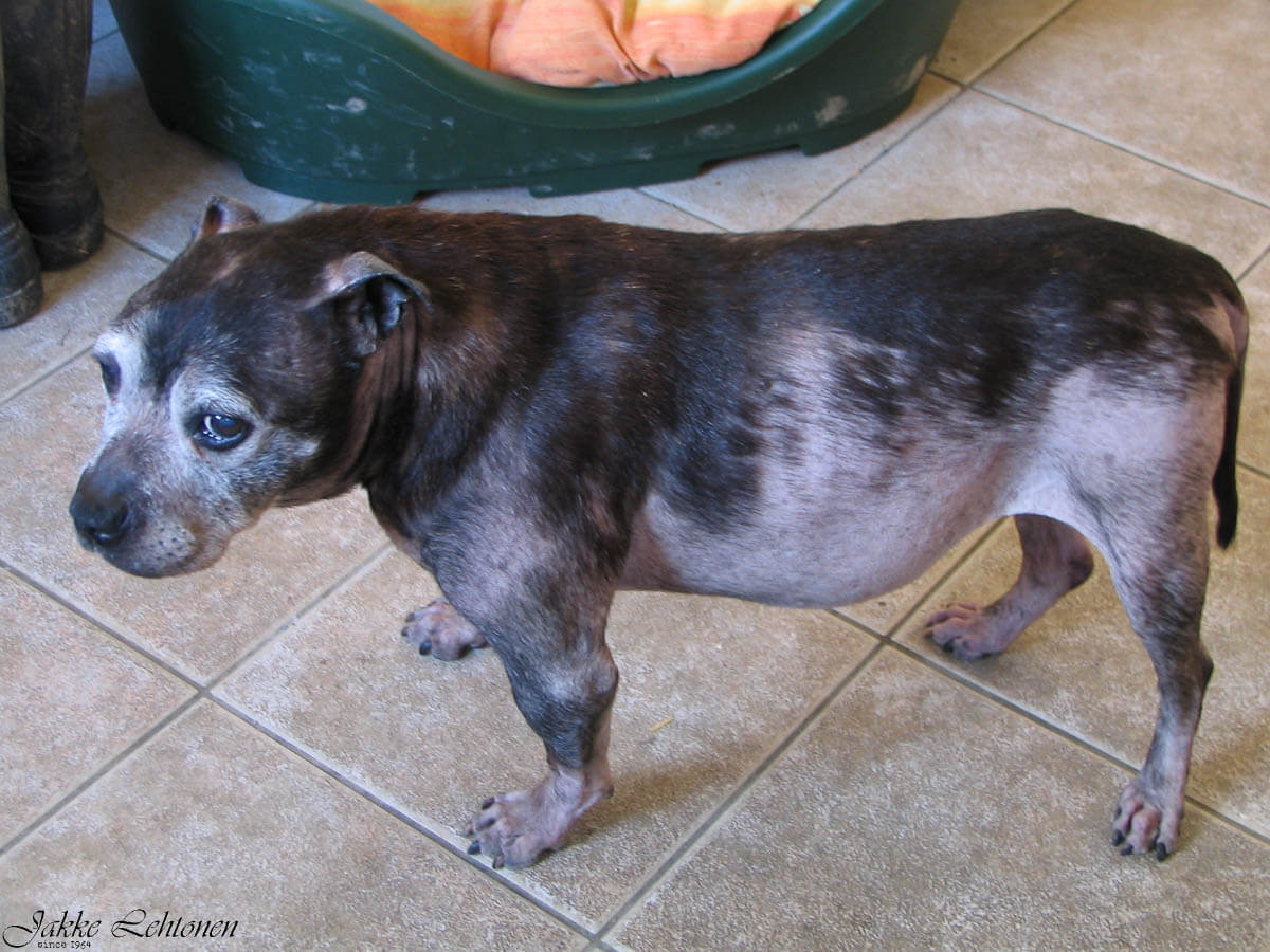 You are currently viewing Prosenttilaskun alkeita: 12 % rasvaa