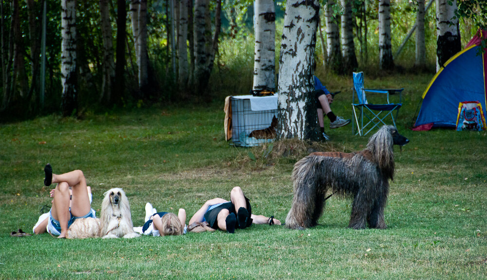 Read more about the article Miksi koira ei liho?