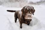 Miksi koira syö lunta tai jäätä?