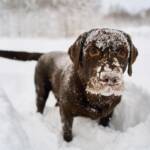 Miksi koira syö lunta tai jäätä?