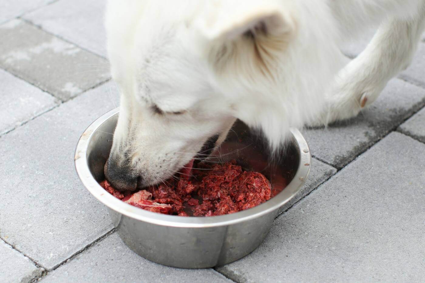 Read more about the article Aloitin koiran raakaruokinnan, mitä seuraavaksi?